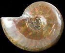 Flashy Red Iridescent Ammonite - Wide #45780-1